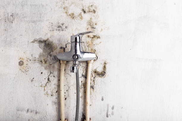 Best Fast Mold Removal  in Indian Hills, NV