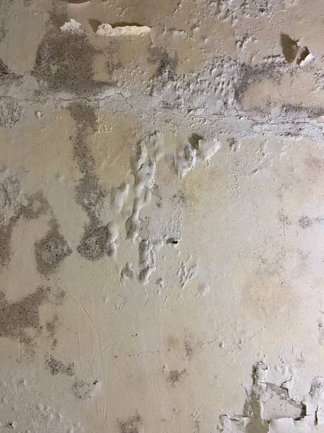 Best Mold Damage Repair  in Indian Hills, NV