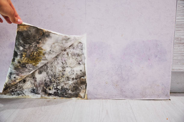 Best Black Mold Removal  in Indian Hills, NV